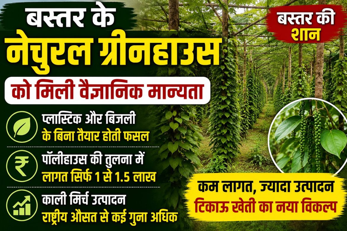 नेचुरल ग्रीनहाउस’ को मिली वैज्ञानिक मान्यता, बिना प्लास्टिक और बिजली के तैयार हो रही बेहतर फसल