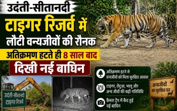 उदंती-सीतानदी टाइगर रिजर्व में कैमरा ट्रैप में कैद नई बाघिन और वन्यजीवों की गतिविधियां।