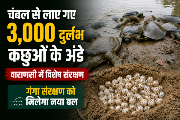 Varanasi Turtle Rehabilitation: चंबल से लाए गए 3,000 दुर्लभ कछुओं के अंडे, गंगा संरक्षण को मिलेगा नया बल