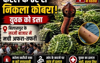 बिलासपुर के नेहरू नगर सब्जी बाजार में करेले के ढेर के बीच फन फैलाए बैठा कोबरा सांप।