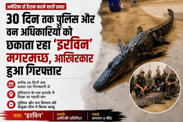 30 दिन तक पुलिस और वन अधिकारियों को छकाता रहा 'इरविन' मगरमच्छ, आखिरकार हुआ गिरफ्तार