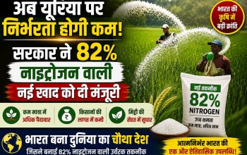 82 प्रतिशत नाइट्रोजन युक्त एनहाइड्रस अमोनिया खाद को मंजूरी मिलने के बाद खेत में उर्वरक का उपयोग करते किसान।