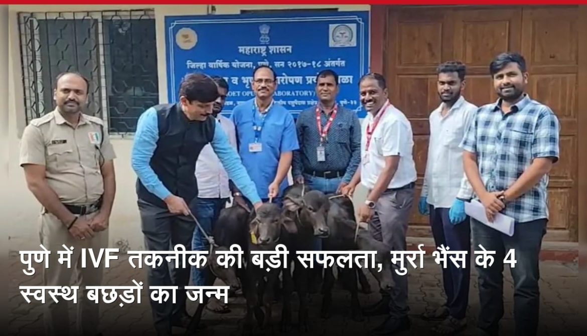 पुणे में IVF तकनीक की बड़ी सफलता, मुर्रा भैंस के 4 स्वस्थ बछड़ों का जन्म