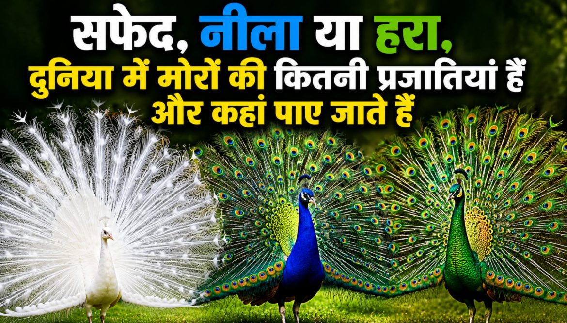 सफेद, नीला या हरा,दुनिया में मोरों की कितनी प्रजातियां हैं