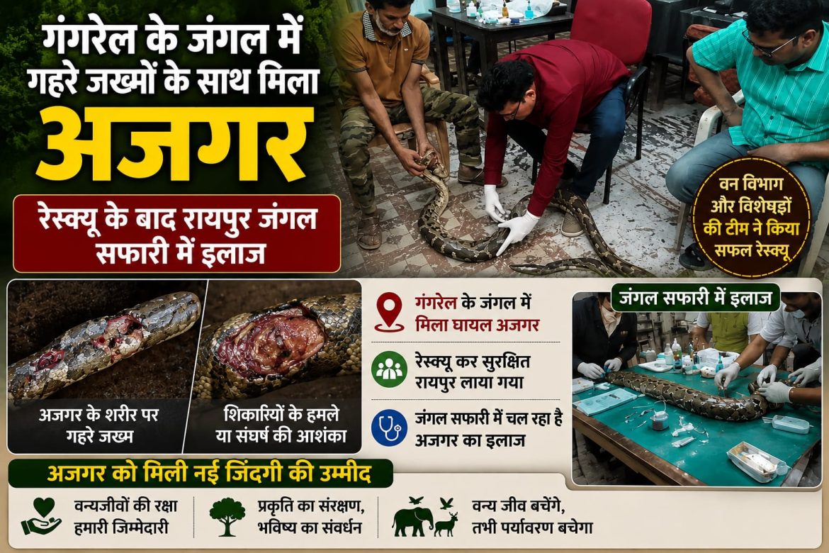 गंगरेल के जंगल से जिंदगी की जंग लड़ता मिला अजगर…