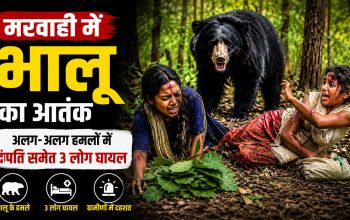 मरवाही वन क्षेत्र में भालू के हमले के बाद घायल ग्रामीण