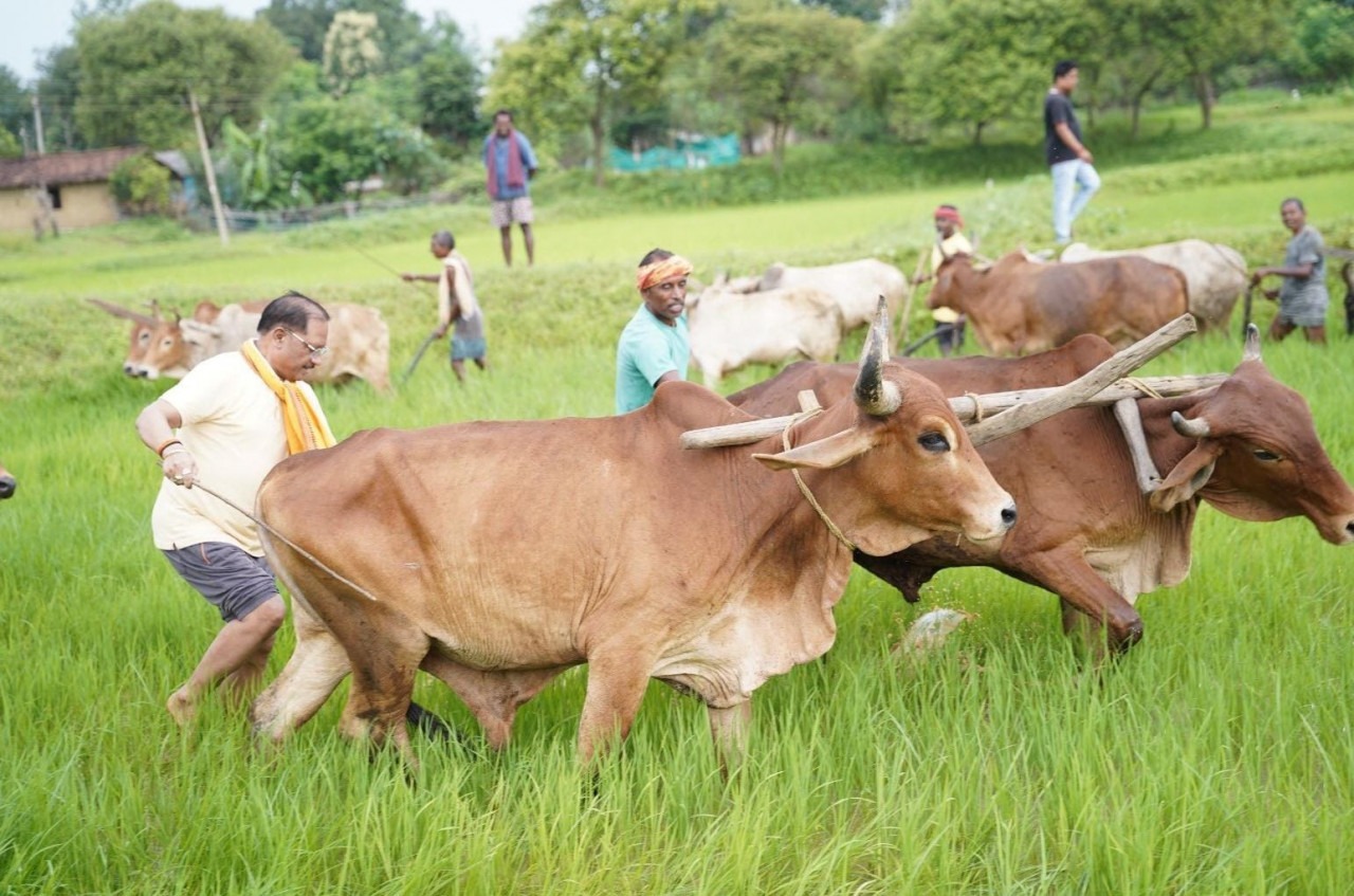 जशपुर के गृहग्राम बगिया में बैलों के साथ खेत में हल चलाते मुख्यमंत्री विष्णु देव साय