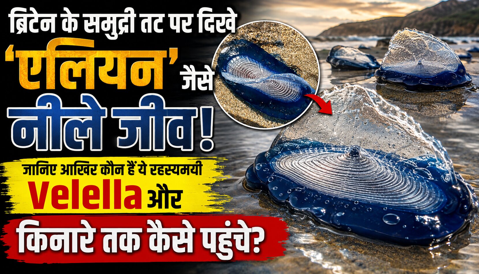 ब्रिटेन के समुद्री तट पर बड़ी संख्या में दिखाई दिए नीले रंग के Velella Velella समुद्री जीव।