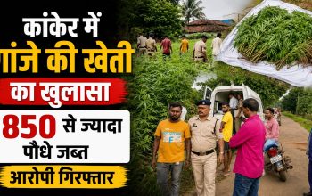 कांकेर में खेत से जब्त किए गए गांजे के पौधे