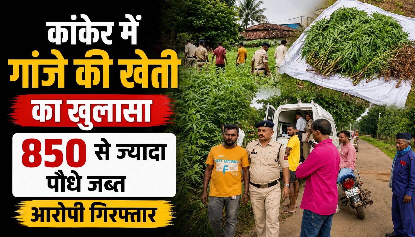 कांकेर में खेत से जब्त किए गए गांजे के पौधे