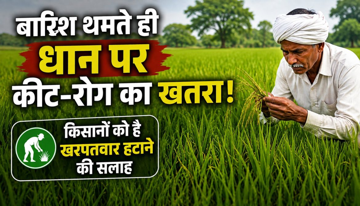 बारिश थमते ही धान पर कीट-रोग का खतरा