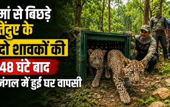 बस्तर के चित्रकोट जंगल में तेंदुए के दो शावकों को मां के साथ जंगल में लौटते हुए