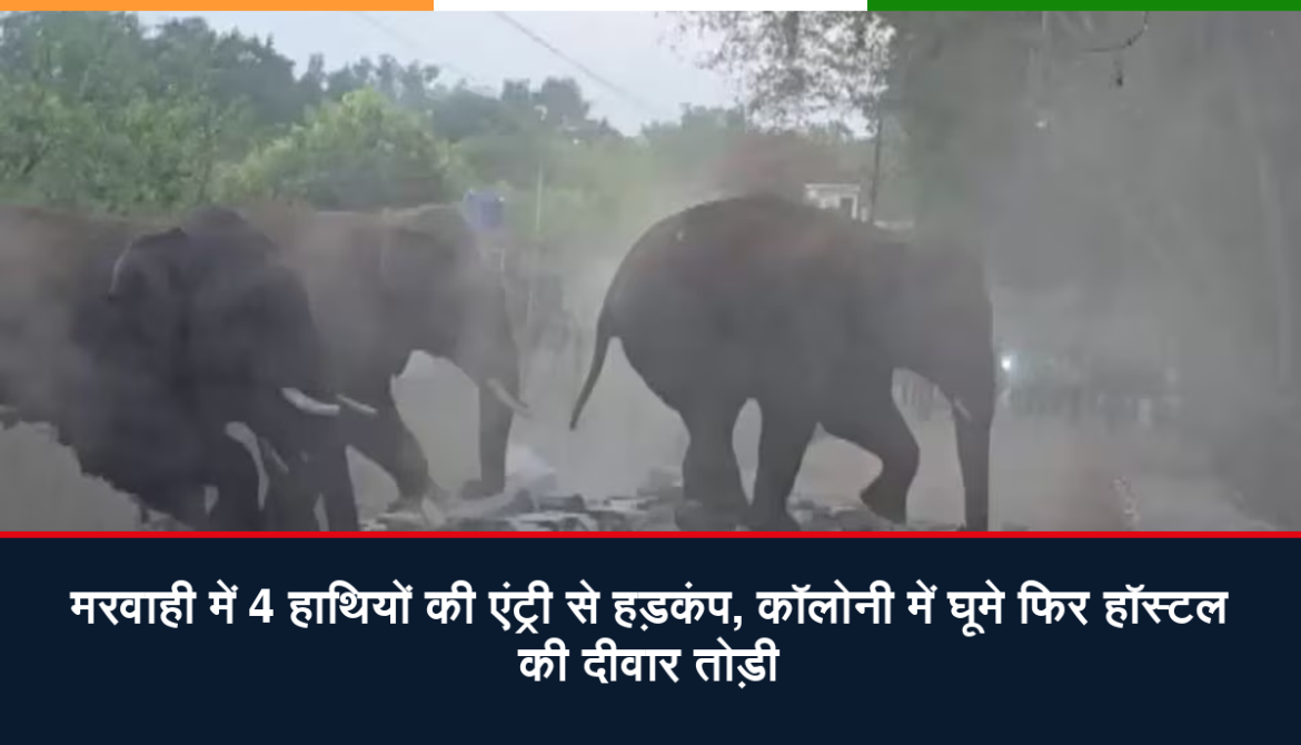 मरवाही में 4 हाथियों की एंट्री से हड़कंप, कॉलोनी में घूमे फिर हॉस्टल की दीवार तोड़ी