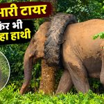 असम के गोलाघाट में गले में ट्रैक्टर का टायर फंसे जंगली हाथी का रेस्क्यू