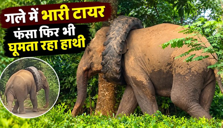 असम के गोलाघाट में गले में ट्रैक्टर का टायर फंसे जंगली हाथी का रेस्क्यू