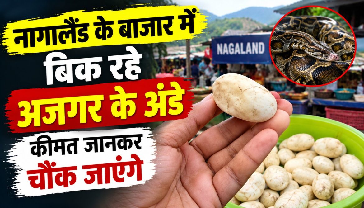 नागालैंड के बाजार में बिक रहे अजगर के अंडे,कीमत जानकर चौंक जाएंगे