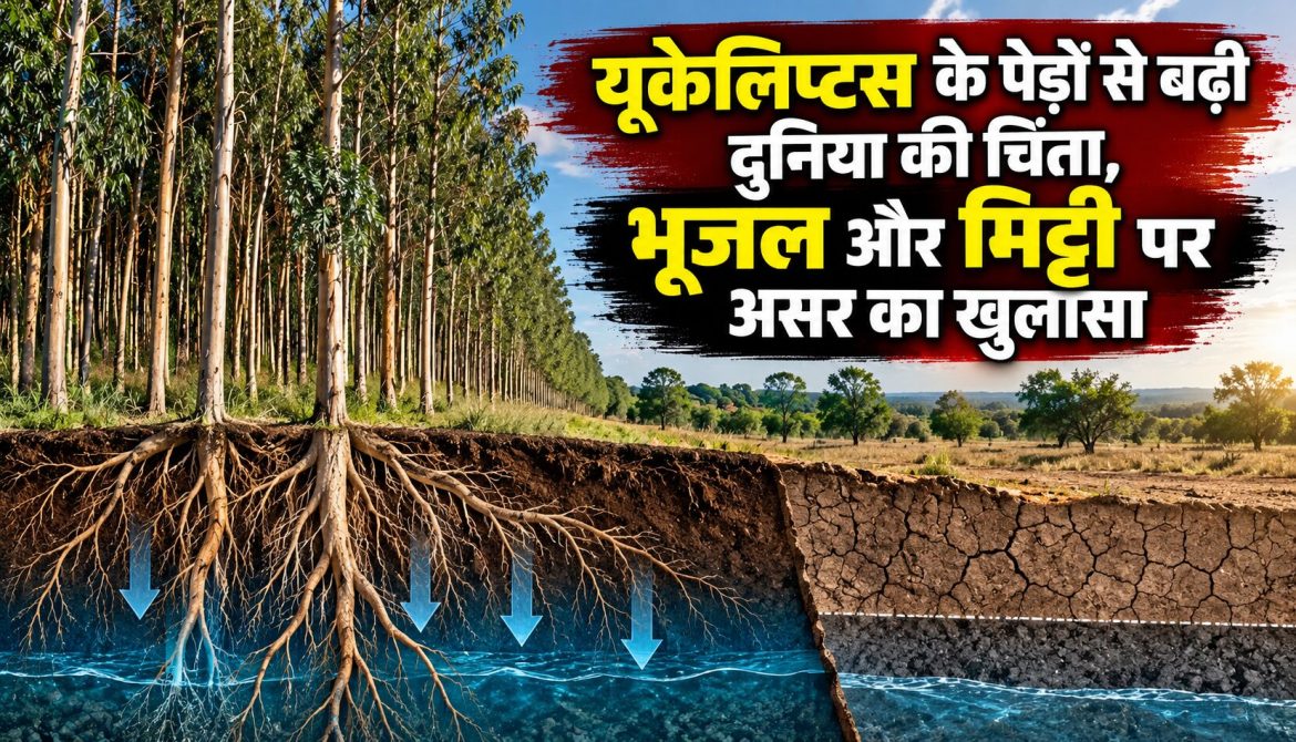 यूकेलिप्टस के पेड़ों से बढ़ी दुनिया की चिंता, भूजल और मिट्टी पर असर का खुलासा