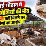 अस्थाई गौठान में चारा-पानी की कमी के बीच 30 मवेशियों की मौत, ग्रामीणों ने लगाया लापरवाही का आरोप