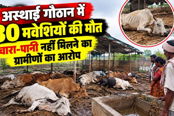 अस्थाई गौठान में चारा-पानी की कमी के बीच 30 मवेशियों की मौत, ग्रामीणों ने लगाया लापरवाही का आरोप