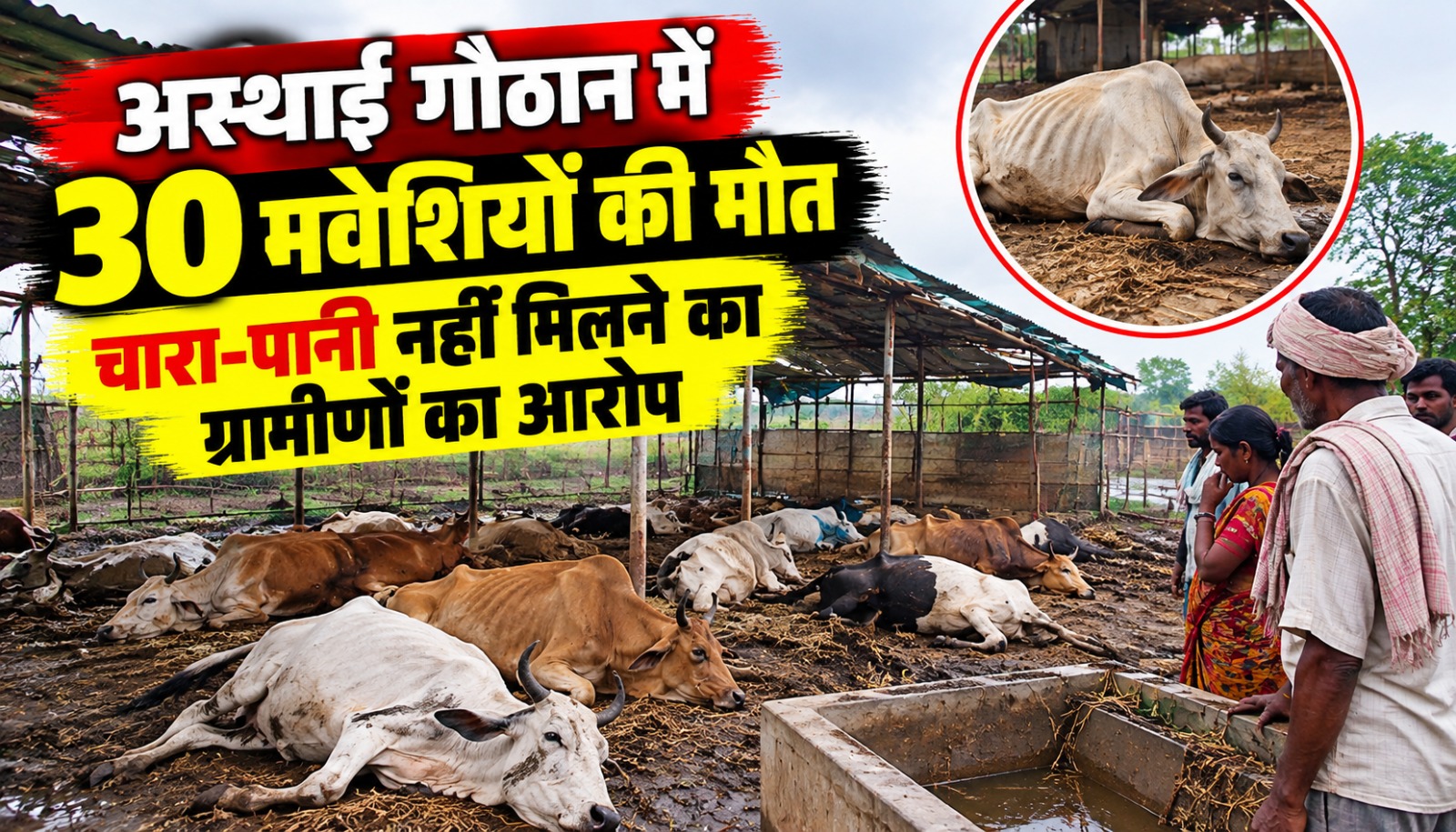 अस्थाई गौठान में चारा-पानी की कमी के बीच 30 मवेशियों की मौत, ग्रामीणों ने लगाया लापरवाही का आरोप