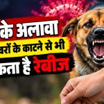 कुत्ते और अन्य संक्रमित जानवरों के काटने से रेबीज के खतरे और बचाव की जानकारी