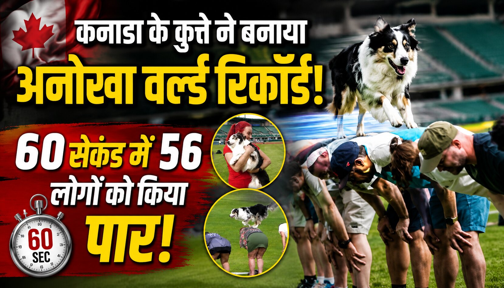 कनाडा का कुत्ता 60 सेकंड में 56 लोगों की पीठ पर दौड़कर वर्ल्ड रिकॉर्ड बनाते हुए