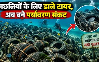 प्यूजेट साउंड में समुद्र से पुराने टायर हटाने का अभियान