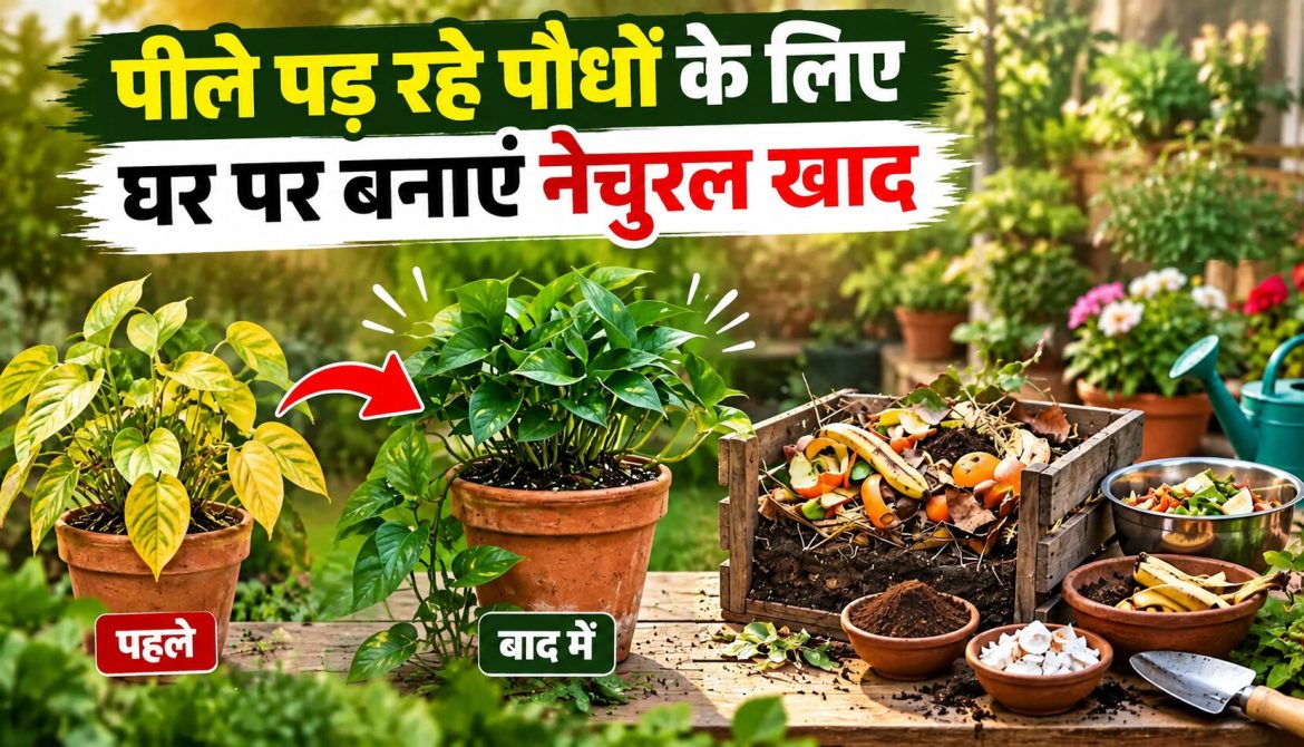 पीले पड़ रहे पौधों के लिए घर पर बनाएं नेचुरल खाद