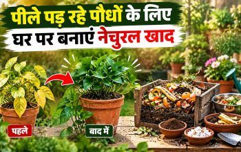 फलों और सब्जियों के छिलकों से पौधों के लिए प्राकृतिक खाद बनाते हुए