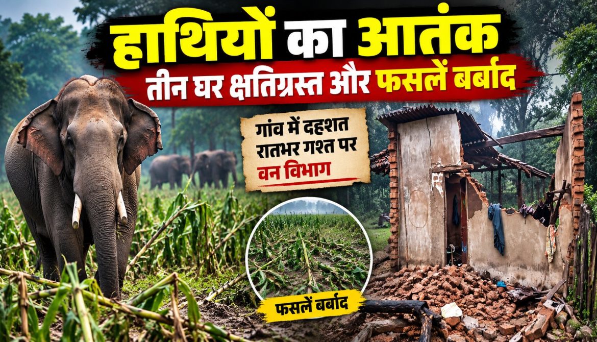 हाथियों का आतंक, तीन घर क्षतिग्रस्त और फसलें बर्बाद