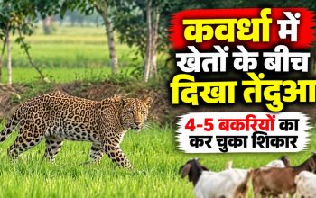 कवर्धा के जैतपुरी गांव में धान के खेतों के बीच दिखाई दिया तेंदुआ