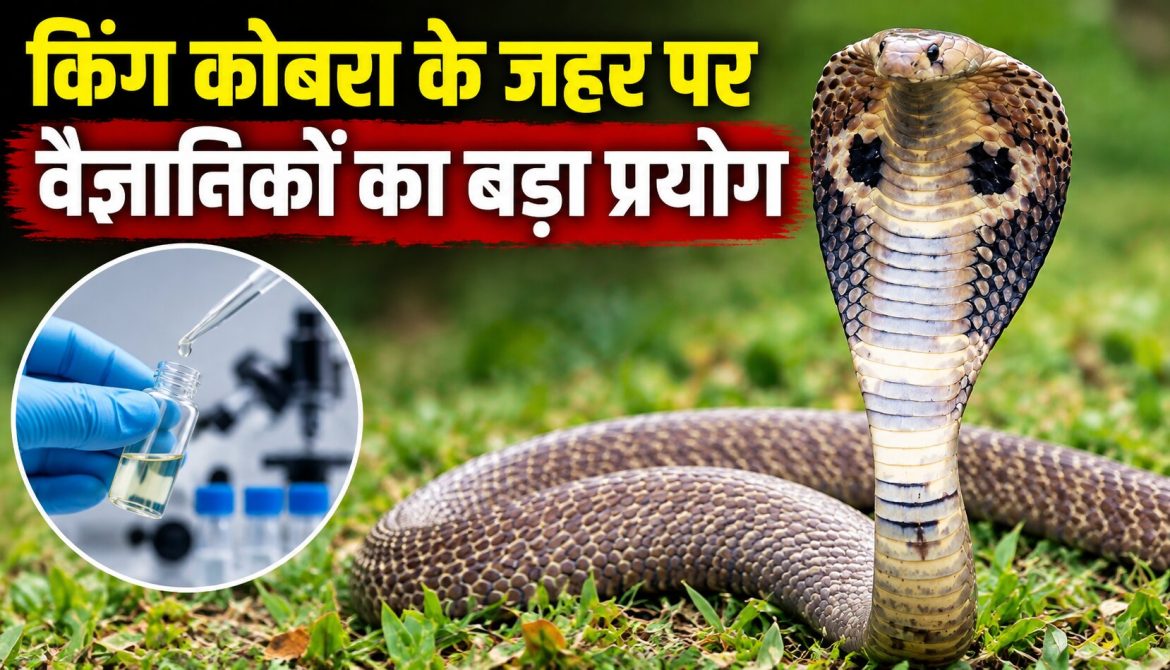 किंग कोबरा के जहर पर वैज्ञानिकों का बड़ा प्रयोग