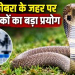 किंग कोबरा के जहर पर पांच नैनोबॉडी से तैयार एंटीवेनम का वैज्ञानिक प्रयोग