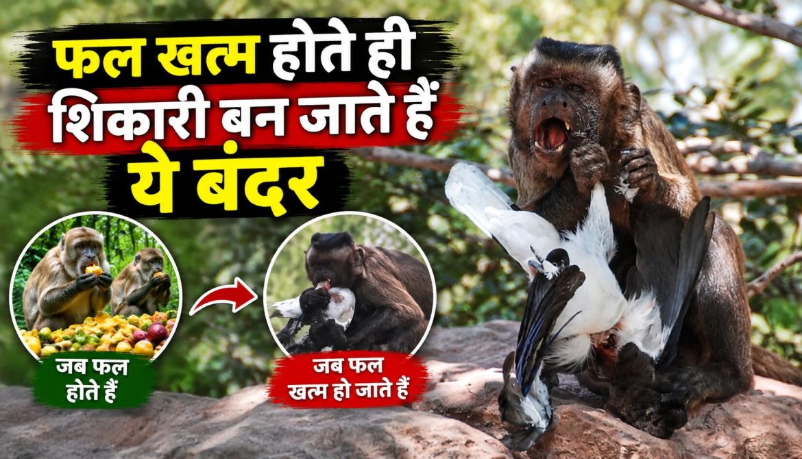 फल खत्म होते ही शिकारी बन जाते हैं ये बंदर