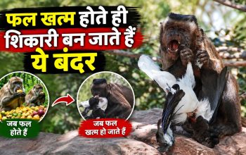 फल की कमी के दौरान छोटे जीव का शिकार करता दाढ़ी वाला कैपुचिन बंदर