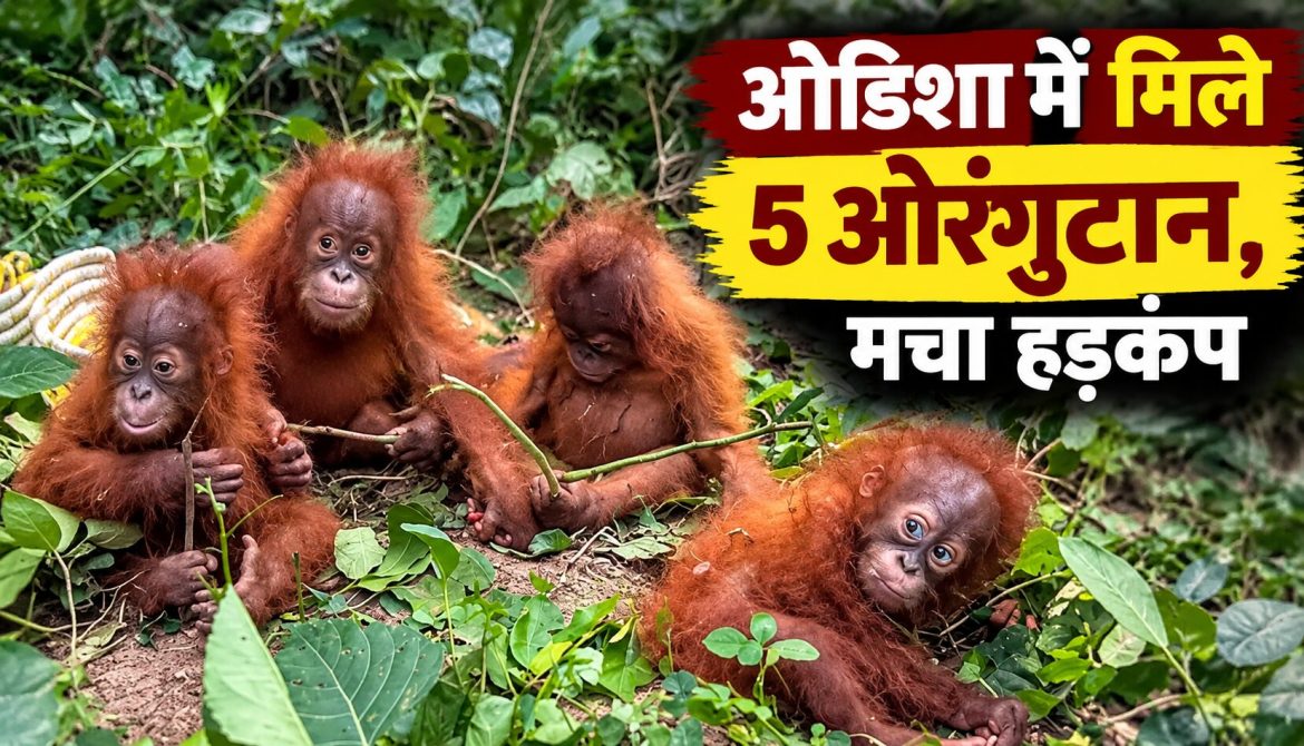 ओडिशा में मिले 5 ओरंगुटान, मचा हड़कंप