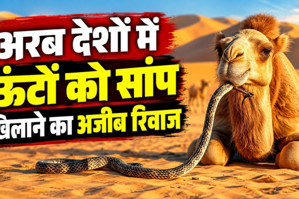 ऊंट और सांप से जुड़ी पारंपरिक पशु उपचार पद्धति का प्रतीकात्मक दृश्य