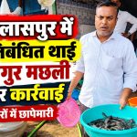 बिलासपुर में प्रतिबंधित थाई मांगुर मछली की जब्ती और अवैध परिवहन रोकने के लिए मत्स्य विभाग की कार्रवाई।