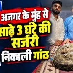 बिलासपुर में डॉ. पियूष दुबे द्वारा इंडियन रॉक पाइथन के मुंह की गांठ निकालने के लिए की गई सर्जरी