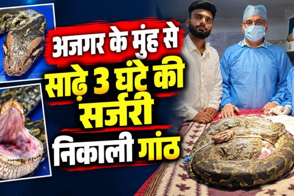बिलासपुर में डॉ. पियूष दुबे द्वारा इंडियन रॉक पाइथन के मुंह की गांठ निकालने के लिए की गई सर्जरी