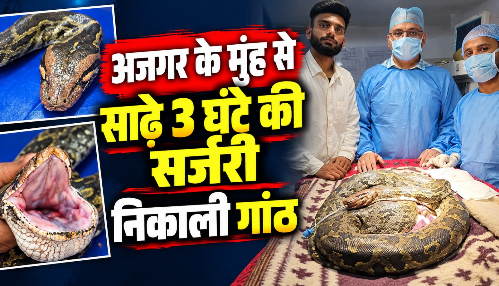 बिलासपुर में डॉ. पियूष दुबे द्वारा इंडियन रॉक पाइथन के मुंह की गांठ निकालने के लिए की गई सर्जरी
