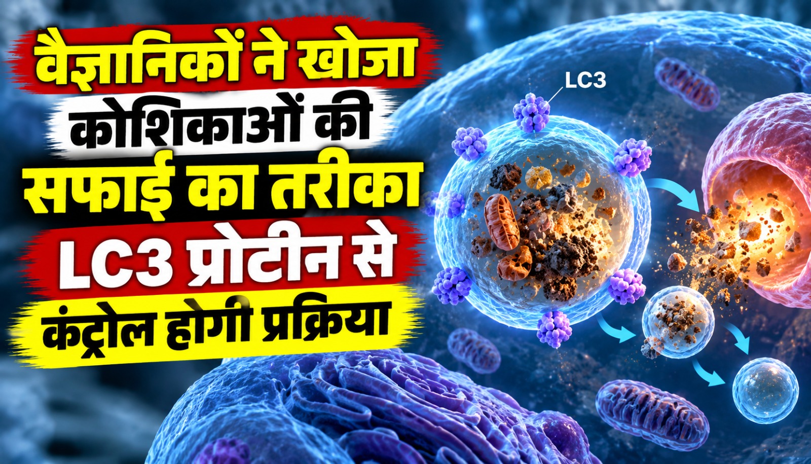 LC3 प्रोटीन के जरिए कोशिकाओं की ऑटोफैगी प्रक्रिया को नियंत्रित करने पर शोध