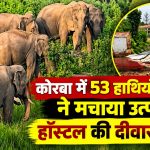 कोरबा में 53 हाथियों के झुंड ने मचाया उत्पात, हॉस्टल की दीवार तोड़ी