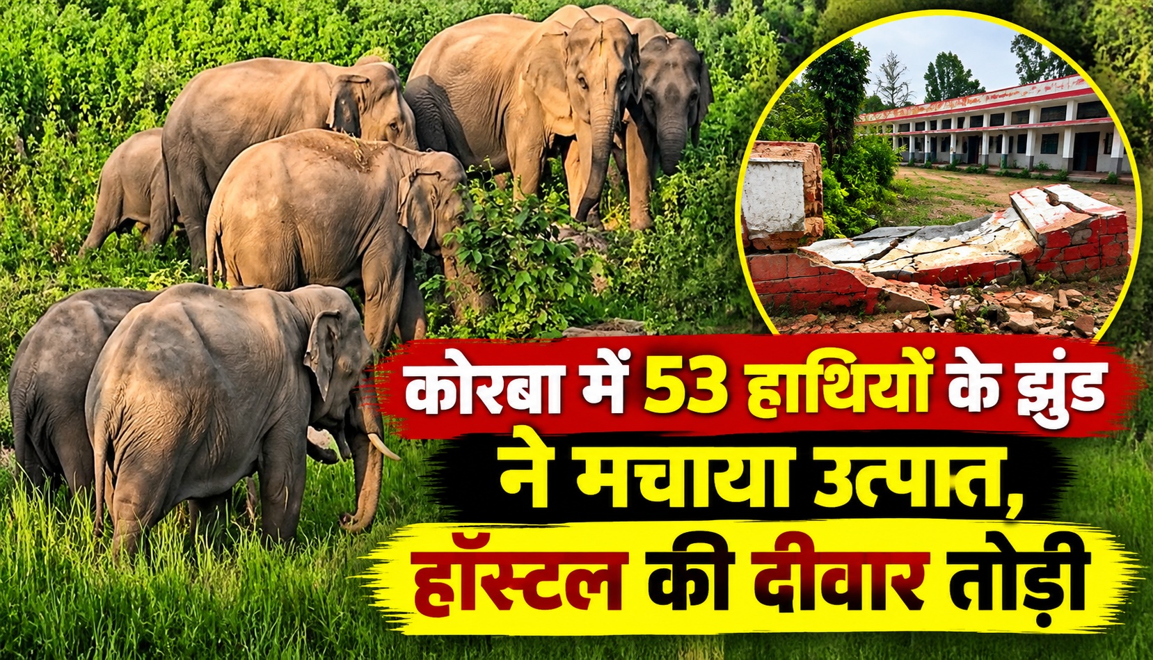 कोरबा में 53 हाथियों के झुंड ने मचाया उत्पात, हॉस्टल की दीवार तोड़ी