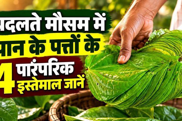 बदलते मौसम में पान के पत्तों के 4 पारंपरिक इस्तेमाल जानें