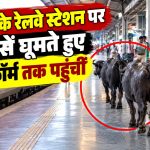 भोपाल के रेलवे स्टेशन पर दो भैंसें घूमते हुए प्लेटफॉर्म तक पहुंचीं