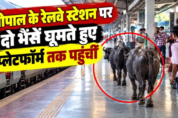 भोपाल के रेलवे स्टेशन पर दो भैंसें घूमते हुए प्लेटफॉर्म तक पहुंचीं