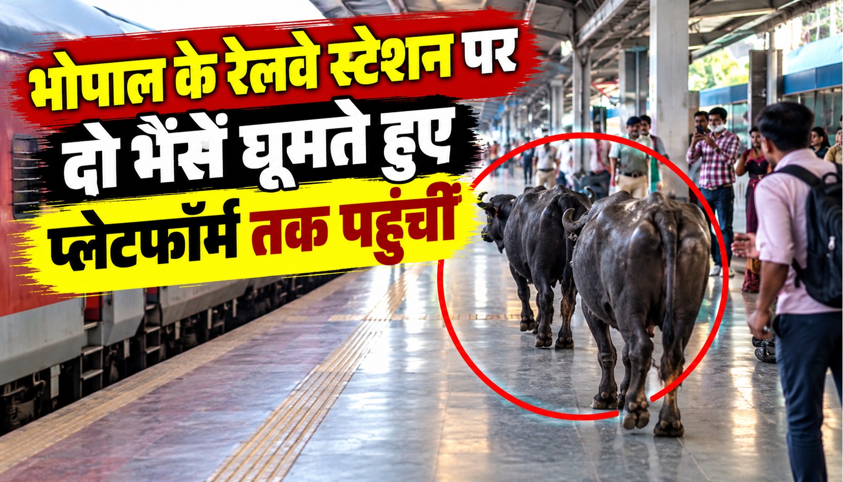 भोपाल के रेलवे स्टेशन पर दो भैंसें घूमते हुए प्लेटफॉर्म तक पहुंचीं