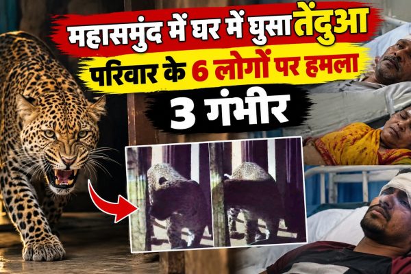महासमुंद में घर में घुसा तेंदुआ, परिवार के 6 लोगों पर हमला; 3 गंभीर