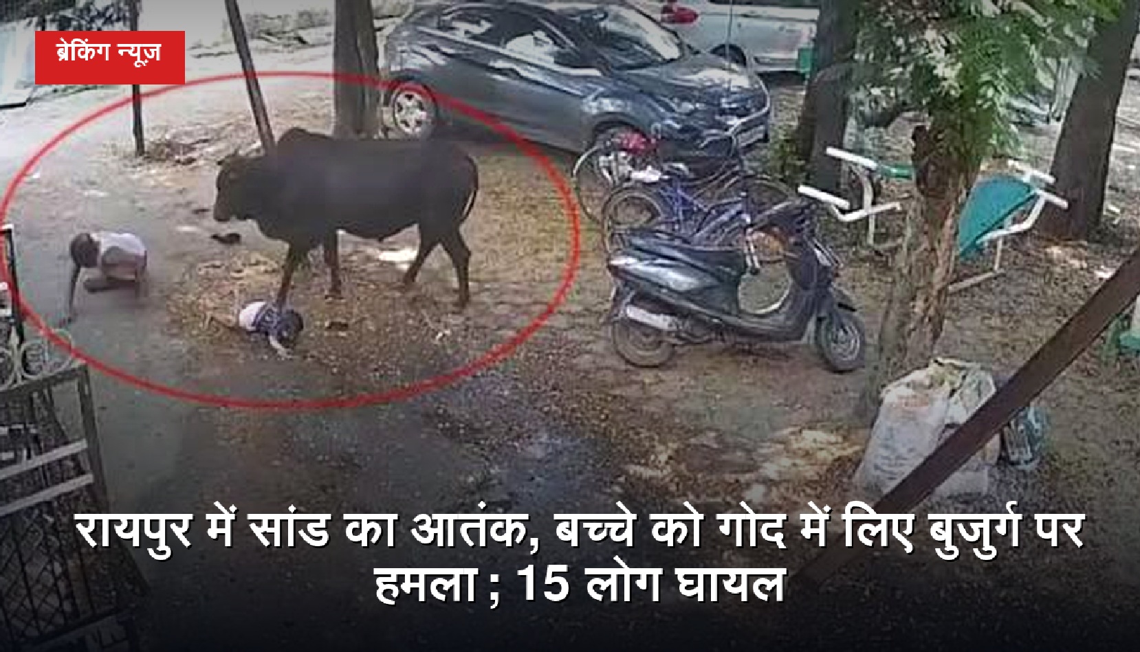 रायपुर में सांड का आतंक, बच्चे को गोद में लिए बुजुर्ग पर हमला; 15 लोग घायल
